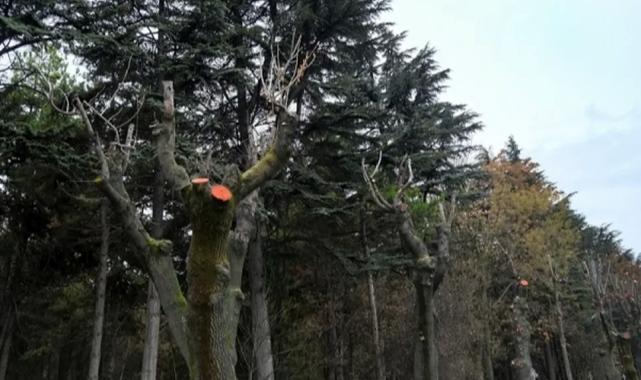 Eskişehir Büyükşehir’den ağaçlara kış bakımı