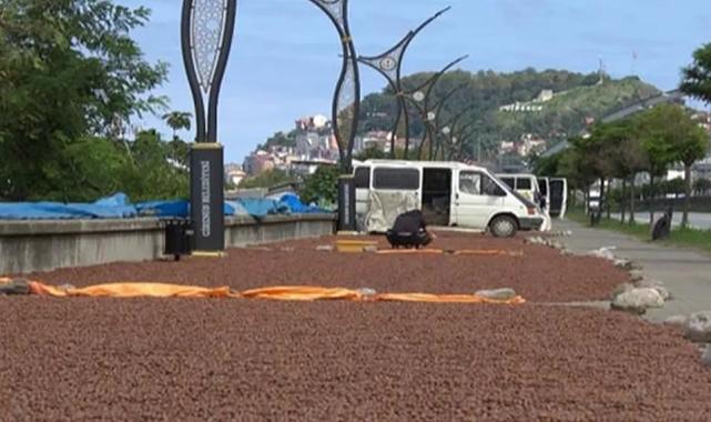 Fındık Giresun’da mekanları değiştirip dönüştürüyor