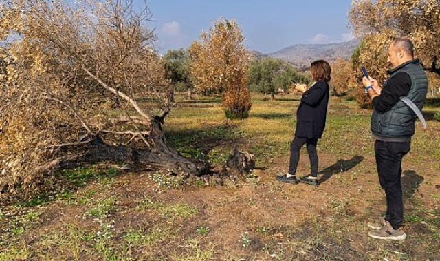 İzmir Büyükşehir yanan zeytin ağaçlarının yaşatılması için çalışma başlattı Zeytin ağaçları küllerinden doğacak