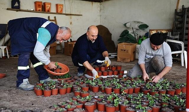 Karşıyaka Belediyesi’nin serasında binlerce çiçek yetişiyor