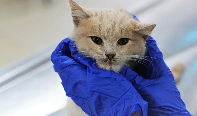 Keçiören Belediyesi Can Dostlara Yuva Buluyor