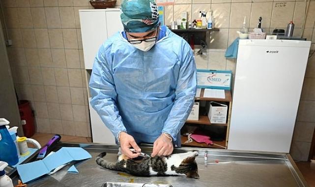 Kemer’de Kasım ayında 200 hayvan kısırlaştırıldı