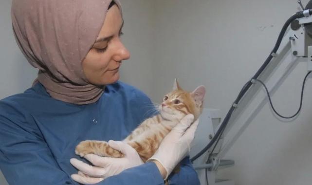 Kocaeli Büyükşehir patili dostlara sahip çıkıyor