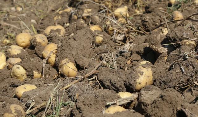 Konya Şeker’den üretici ortaklarına müjde!