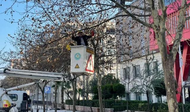 Manisa’da çınar ağaçlarına kış bakımı