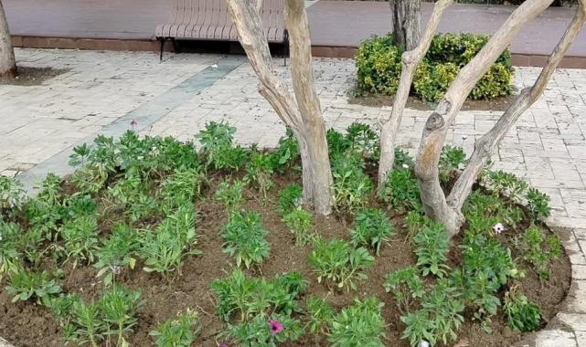 Manisa’da yeşil alanlara peyzaj düzenlemesi