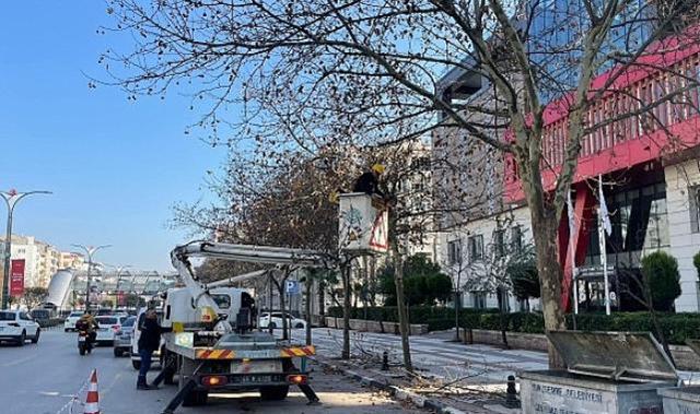 Mimar Sinan Bulvarı’ndaki Çınar Ağaçlarına Kış Bakımı Yapıldı