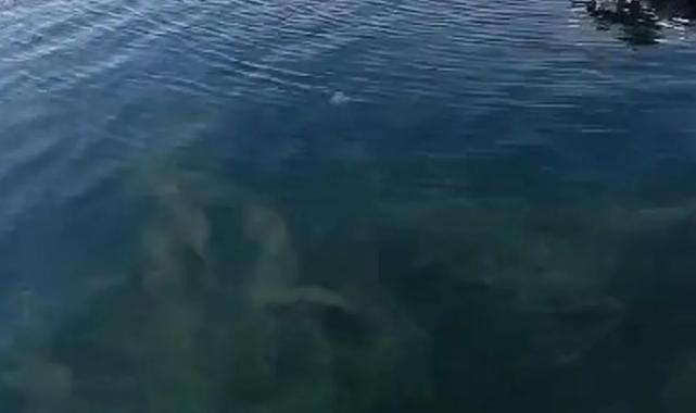 Müsilaj deniz yüzeyine çıktı!