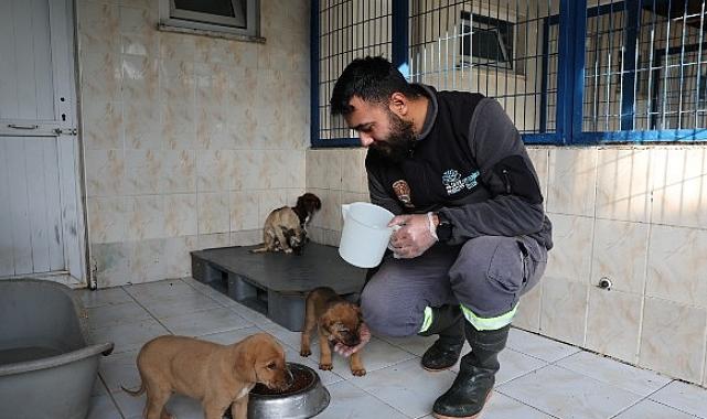 Nilüfer’deki sahipsiz canlar sıcak yuvalarını bekliyor