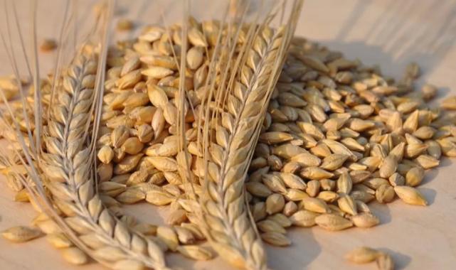 TMO’dan arpa ve yulaf satışı