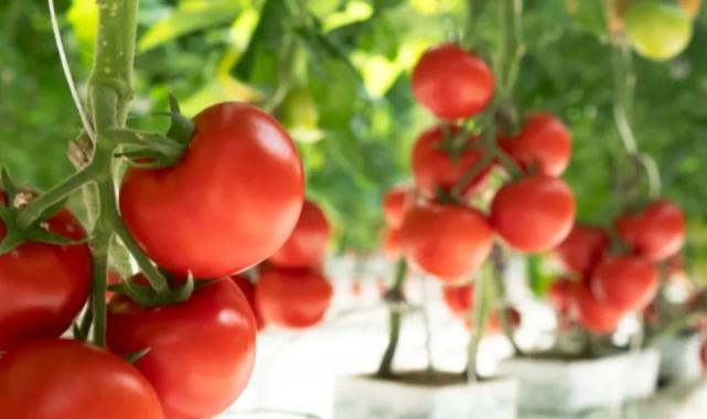 Türk Böbrek Vakfı uyarıyor: Organ nakli olan bireyler, çocuklar ve hamileler pestisit tehlikesi altında!