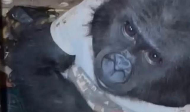 Ufaklığın durumu şu an iyi… Eve geri dönecek!