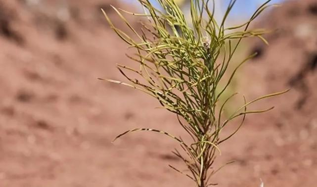 Uludağ Elektrik dijitalleşme çalışmalarıyla doğaya katkı sağlıyor
