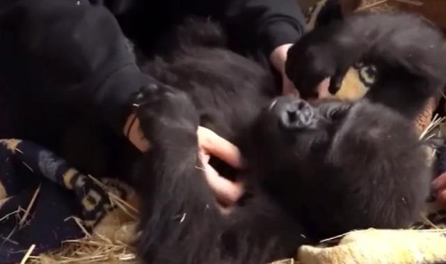 Yavru gorilin keyfi yerinde