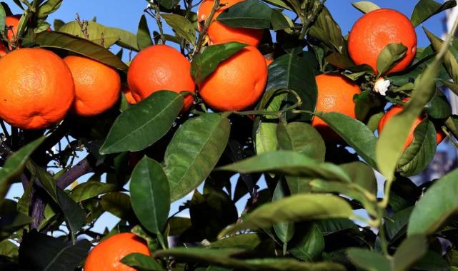 Antalya’dan Kardeş kente turunç ve kamkat fidanı