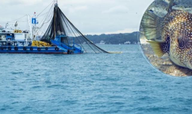 Balon balığıyla mücadele sürüyor