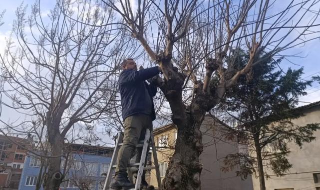 Bursa Gemlik’te yeşil alanlarda budama çalışmaları sürüyor