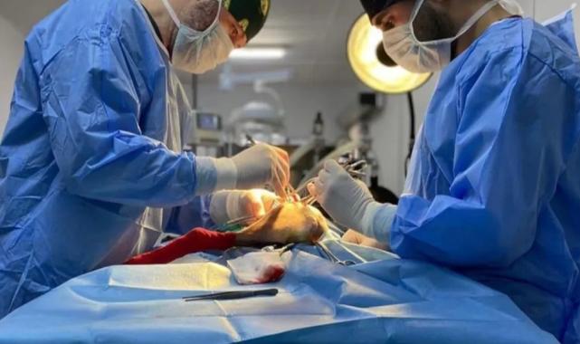 Bursa Osmangazi’de ayda ortalama 200 kedi kısırlaştırılıyor