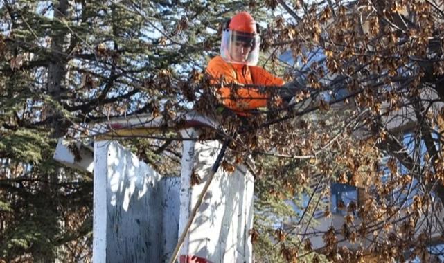 Eskişehir Belediyesi’nin ağaç budamaları sürüyor