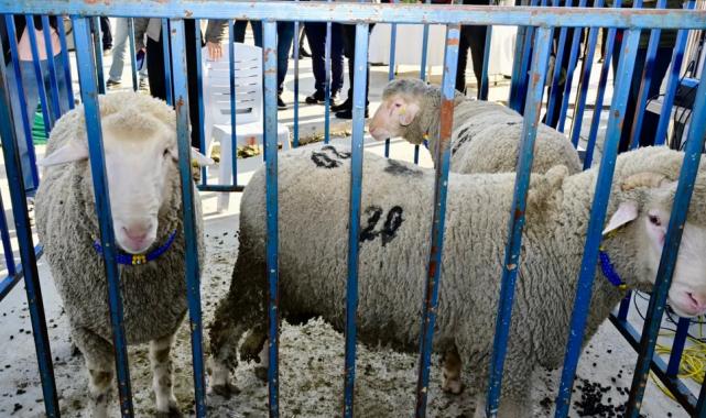 İzmir Aliağa’da ‘damızlık koç’lar dağıtıldı