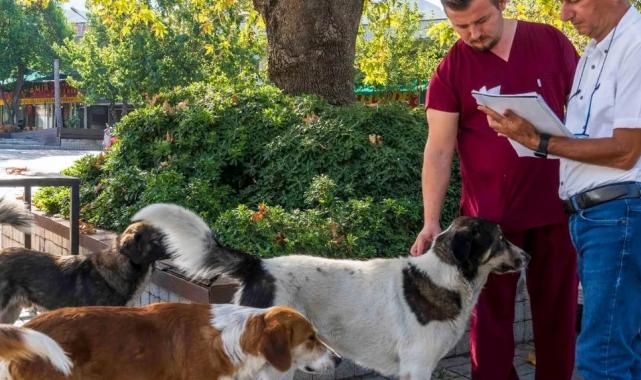 İzmir Büyükşehir can dostlara umut oldu