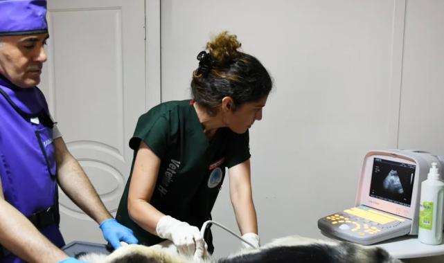 İzmir Karabağlar’dan sokak hayvanlarına modern hizmet