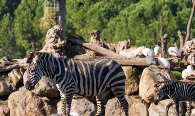 İzmir’de Doğal Yaşam Parkı’nda hedef 1 milyon ziyaretçi