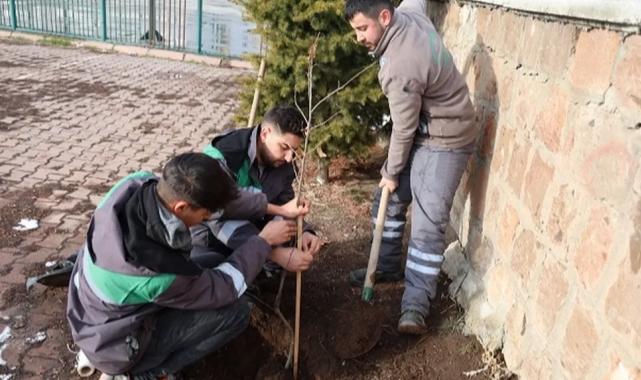 Kayseri Talas’ın kamu alanlarına kestane fidanı