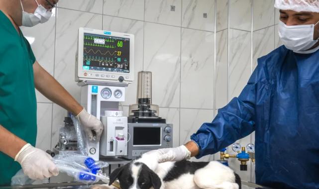 Malatya’da hayvan hastanesi hizmete girdi