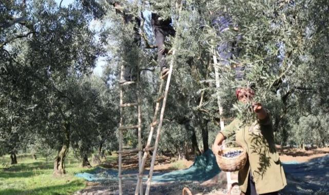 Marmarabirlik nihai fiyatları açıkladı… Zeytinde avansa ‘nihai’ ayar!