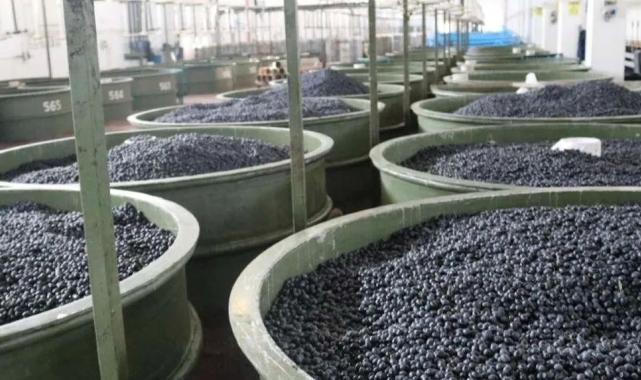 Marmarabirlik ortaklarına 22 milyon TL daha ödeyecek