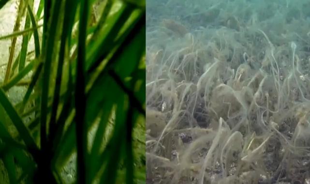 Marmara’daki müsilaj pinaları etkilemeye başladı