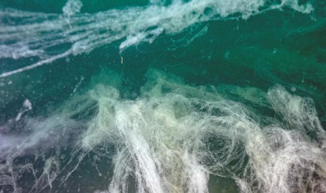 Müsilaj yeniden yayılıyor… Prof. Dr. Sarı: Artık iş uygulayıcılardadır