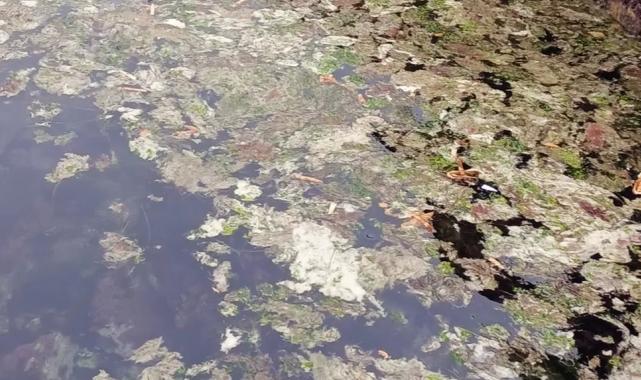 Müsilaj yoğunlaşarak sürüyor!