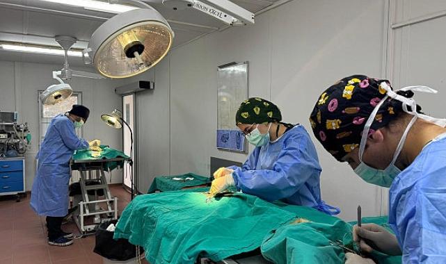 Osmangazi’de ayda ortalama 200 kedi kısırlaştırılıyor