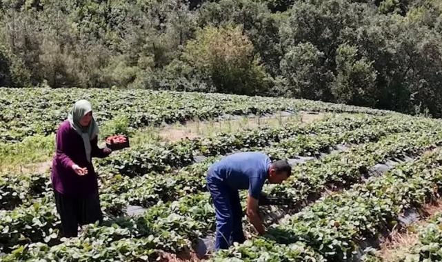 Osmaniye’de 128 haneye 6,8 milyon TL’lik tarımsal destek