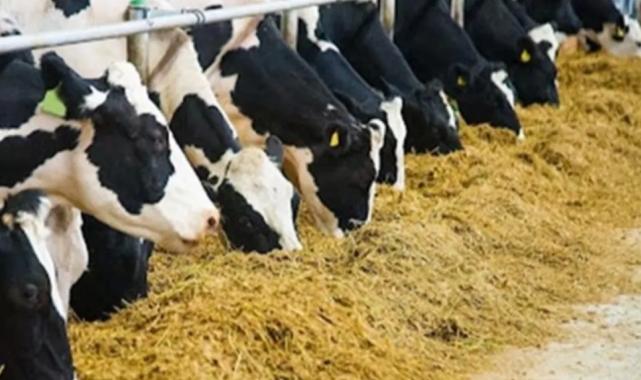 Tarımsal girdide hayvan yemi artışta