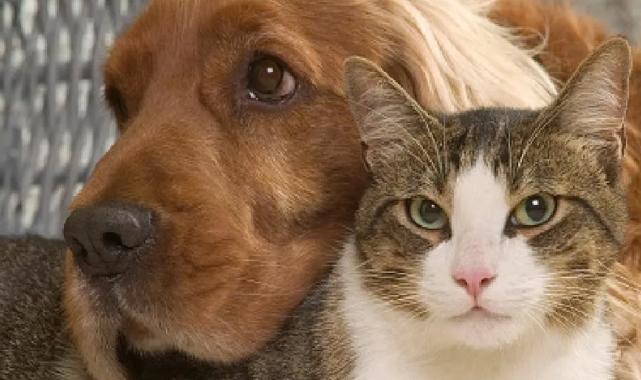 “VetBak” ile sokaktaki canlara ilk tedavi yapılıyor