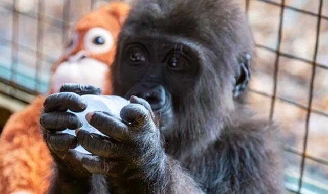 Yavru gorile isim arayışı sürüyor