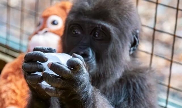Yavru gorilin adı ‘Zeytin’ oldu