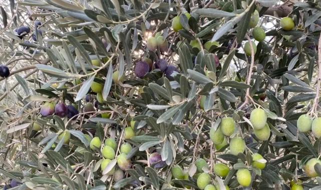 Zeytinin bereketi kadrajdan ödüllendirilecek