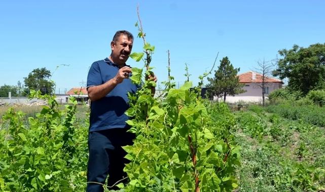 Ziraat Mühendisleri kendi çiftliklerini kurabilmesi için yeni projelerle teşvik edilmeli