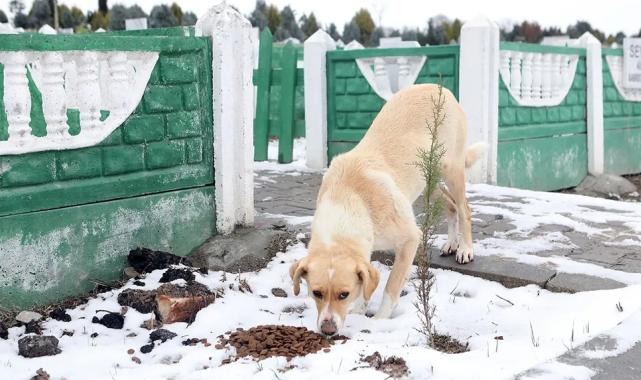 Büyükşehir soğuk kış gününde sokak hayvanlarını unutmadı