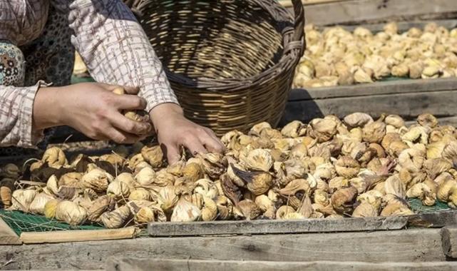 Dünya kuru inciri seviyor… İhracatta prestijli!