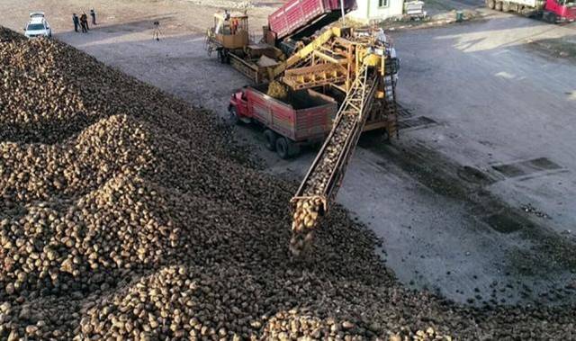 Erzurum ve Erzincan’da pancar hasadı tamamlandı