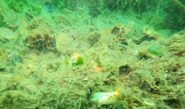 Gemlik Körfezi’nde müsilaj alarmı