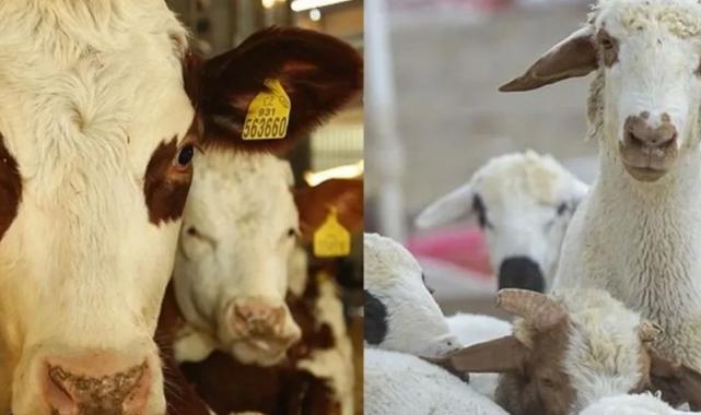 Hayvancılık desteğinde kesintilere ayar!