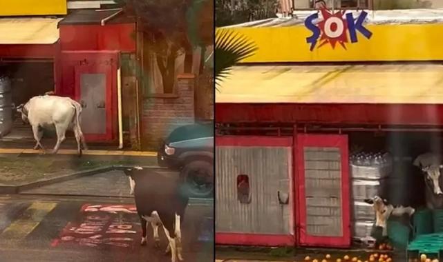 İstanbul Şile’de ineklerin görüntüleri ‘Şok’ etti!