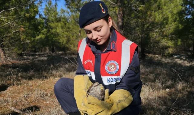 Jandarma ekipleri yaralı atmacayı koruma altına alındı