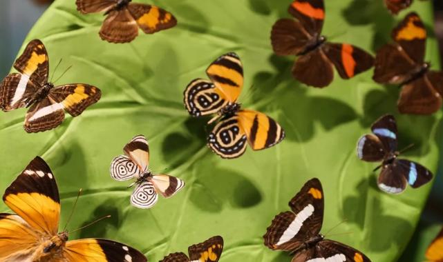 Konya Tropikal Kelebek Bahçesi, Google’ın zirvesinde!